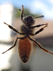 Bee